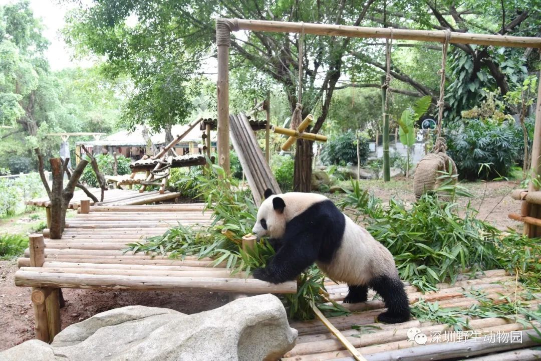 更新公告：熊猫庄园2.0版正式上线！(2)