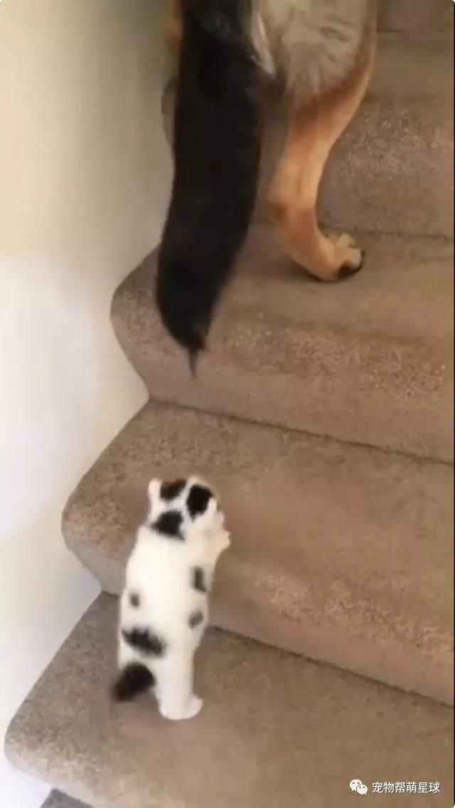 小奶猫上不去楼梯，一旁的狗子看不下去了···
