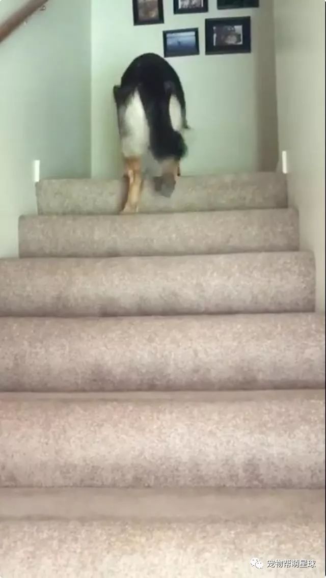 小奶猫上不去楼梯，一旁的狗子看不下去了···