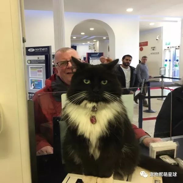 这家火车站有位猫咪员工，陪吃陪喝又陪摸...还能升官...