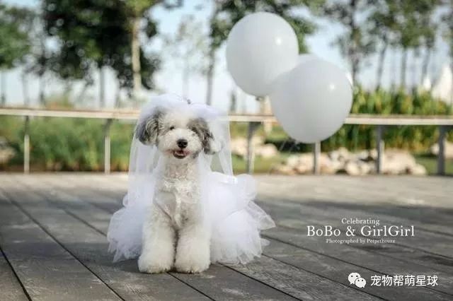 失明狗狗披上婚纱和最爱的它结婚啦，这照片看
