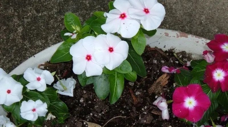 南方暴晒高温可以养这8种花，光照越足开花越好，还不怕干旱