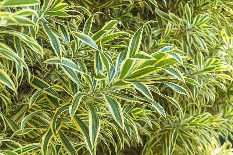 水培富贵竹时，可搭配百合竹，附生活常见的龙血树属植物盘点