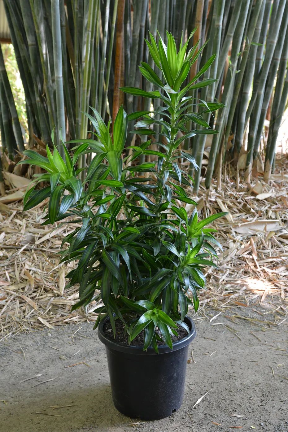 水培富贵竹时，可搭配百合竹，附生活常见的龙血树属植物盘点