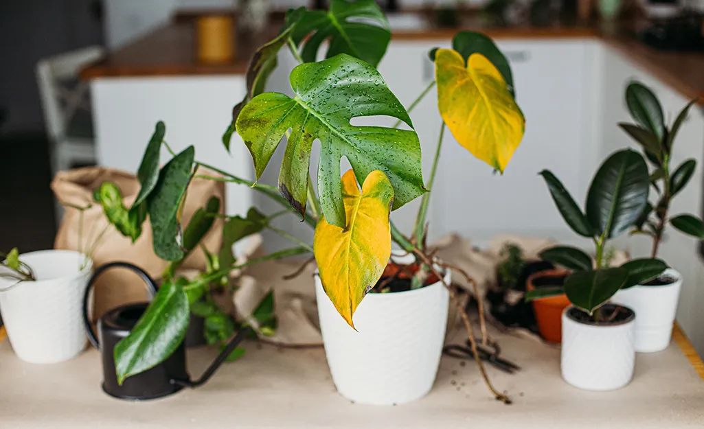 室内植物快要挂掉的11种症状，教你判断和解决这些养花问题
