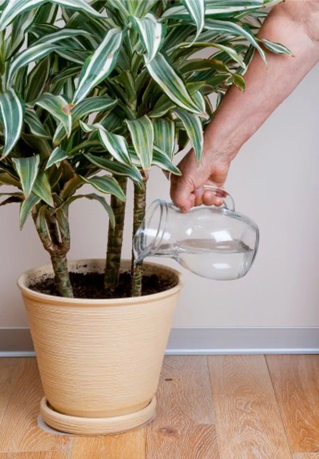 室内植物多久浇水一次，按照时间表浇水，植物很容易黄叶枯萎