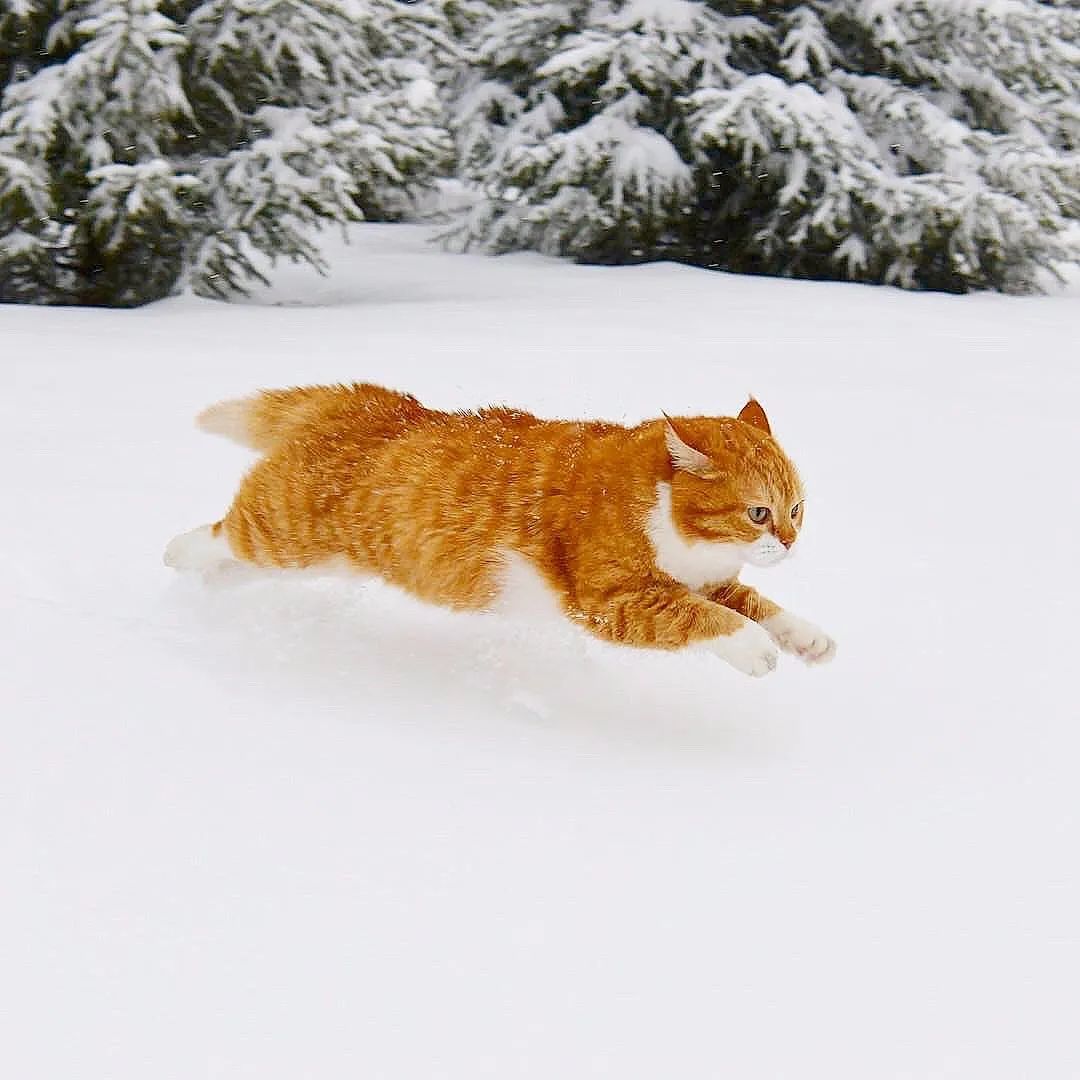 谁家柴犬又出来玩雪啦？主人：那是我家猫！
