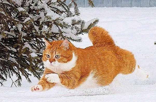 谁家柴犬又出来玩雪啦？主人：那是我家猫！