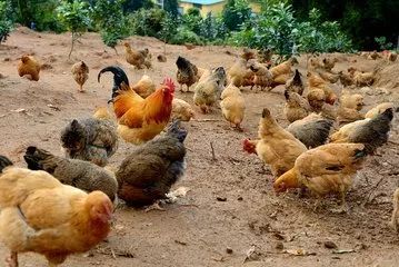 饲料对养鸡经济效益的影响