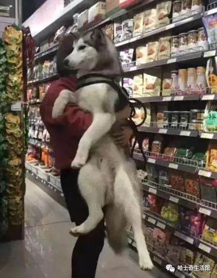 怕二哈把超市拆了，秒变女汉子，单手抱起二哈