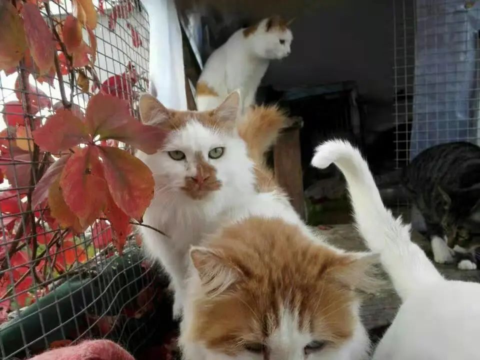 网友捡了只流浪小橘猫回家后，家里的大猫居然……