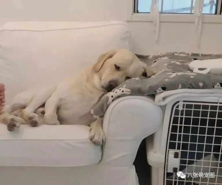 靠睡觉出名的狗也就只有它了......