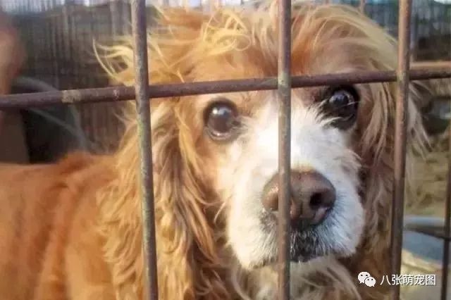 狗肉市场被关，获救狗狗却不敢走出笼子：求求你，不要吃我。