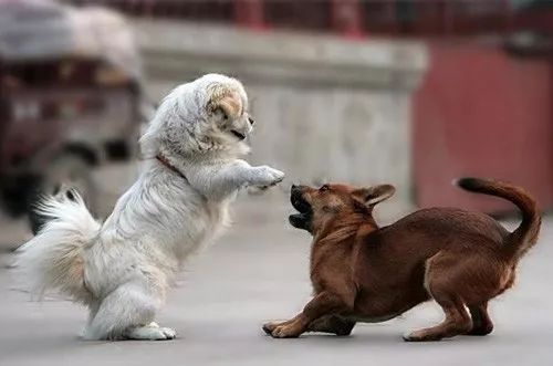 【日签】宠物每日小知识-狗狗打架有原因，主人