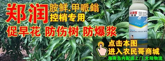 【农民哥芒果信息9.3】芒果出售、果地出售、果地承包等芒果种植的交易(5)