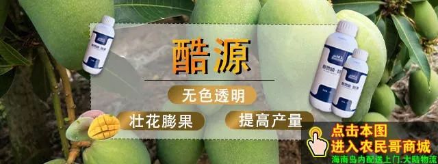【农民哥芒果信息12.12】芒果出售、果地出售、果地承包等芒果种植的交易