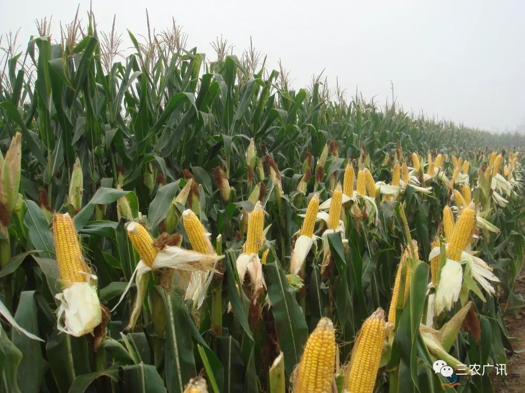 今年秋后玉米必定大涨的四大原因