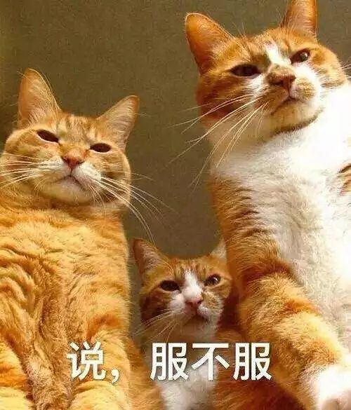 跟人类生活太久，这些猫都已经学会了说普通话