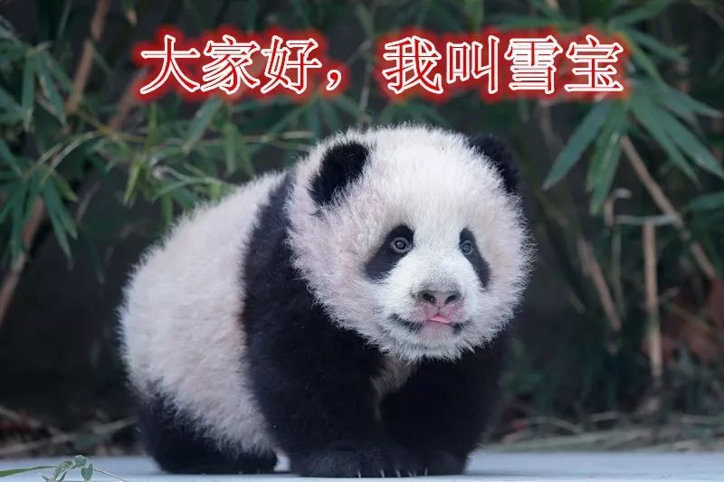 熊猫宝宝的名字终于定啦！