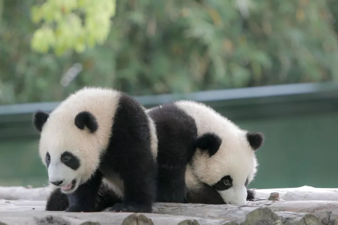 熊猫宝宝的名字终于定啦！