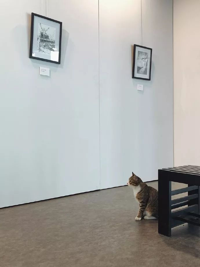 一只混进校园艺术展的猫，被工作人员请出去坐在墙角郁闷