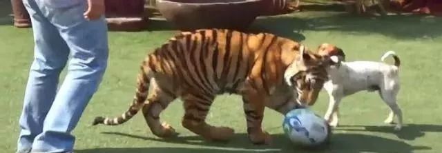 一对夫妇救助了一只小老虎，从小把它当猫咪养，如今成这模样！