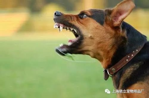 《如何有效防止狗狗的攻击   如何制止正在攻击