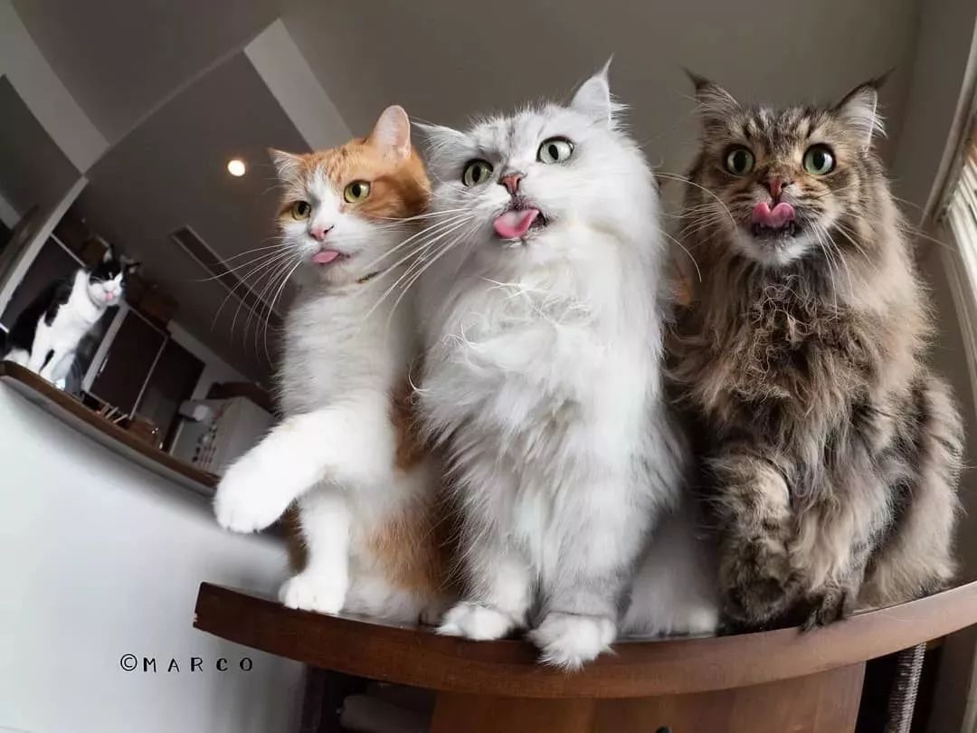 猫奴养了6只贪吃猫，一看见食物，表情就变超浮夸，笑翻了！