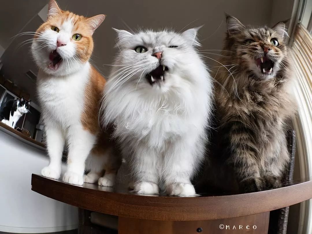 猫奴养了6只贪吃猫，一看见食物，表情就变超浮夸，笑翻了！