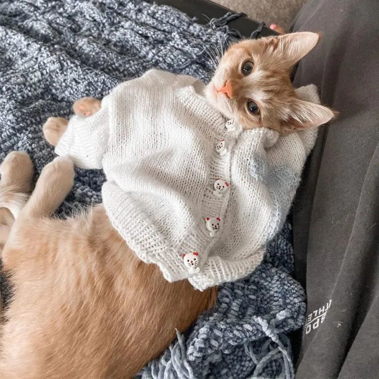 老妈想要孙子要不得，只好把爱都给猫仔，还织毛衣给它！网友：怎么子女就不开窍呢！！