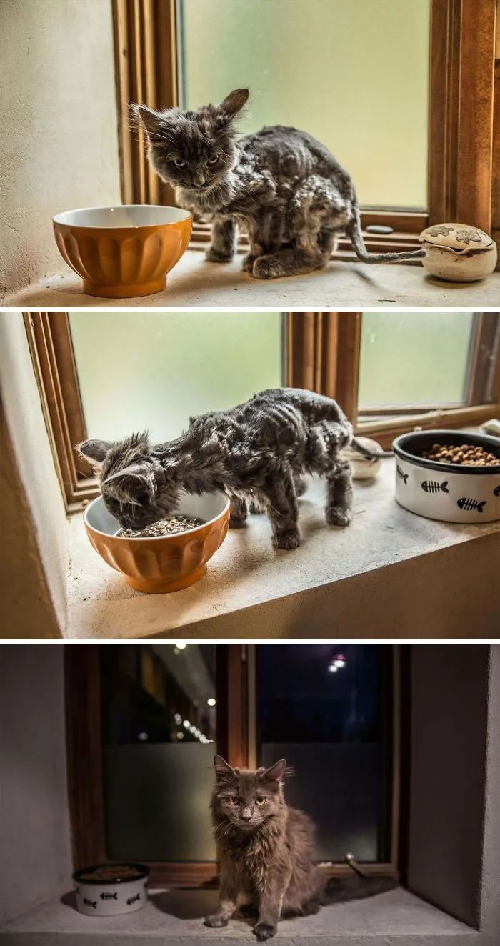 网友晒出收养的流浪猫照片，前后对比让人惊掉下巴！