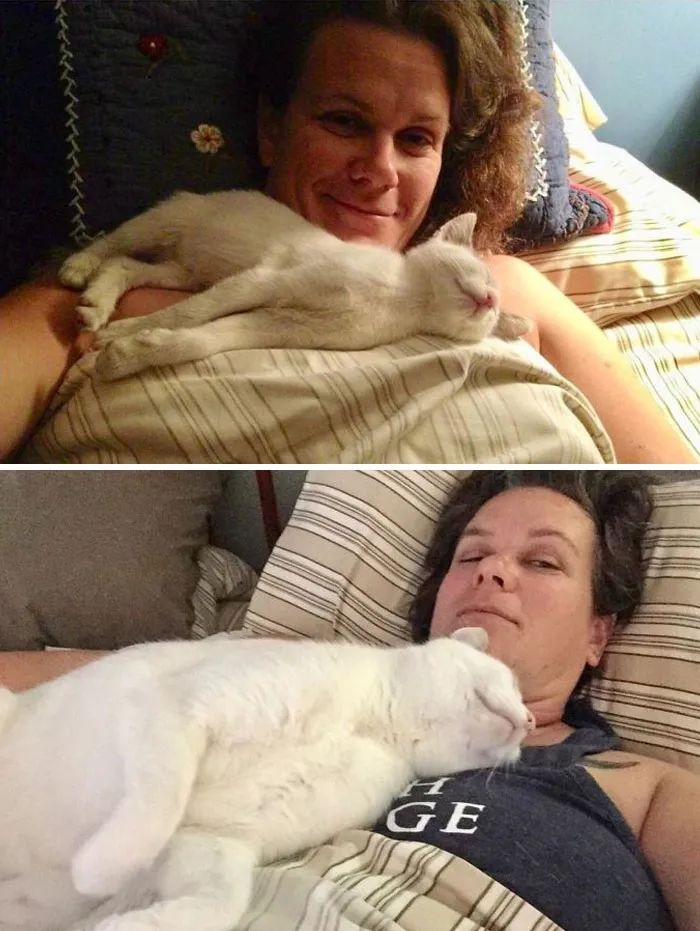 网友晒出收养的流浪猫照片，前后对比让人惊掉下巴！