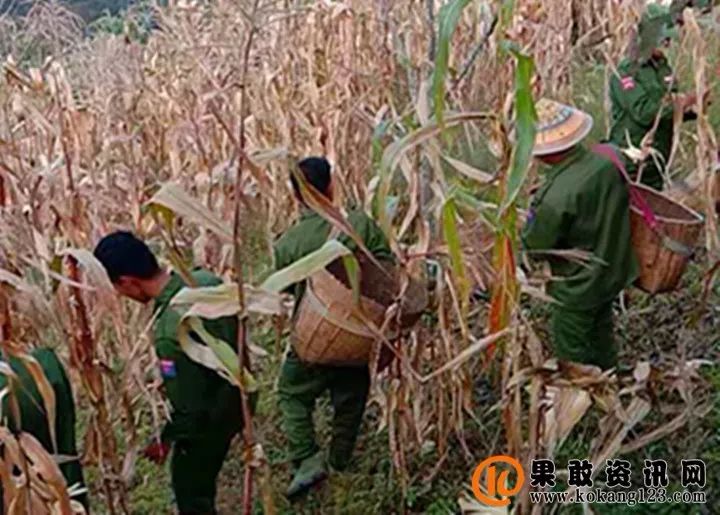 同盟军311旅某营组织官兵帮助红岩解放区百姓抢收玉米