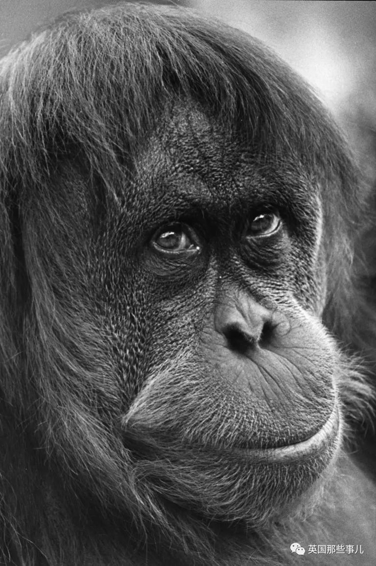 10%的同类都拥有她的血脉…这只最年长最能生的猩猩，最近走了(5)