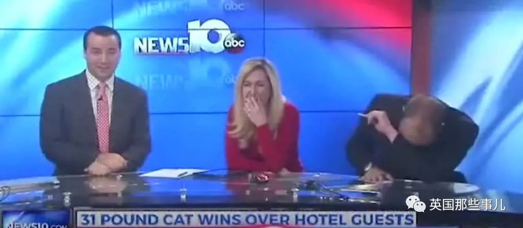 这大肥猫肥到上了新闻，连新闻主播都忍不住直播时笑场崩了啊！