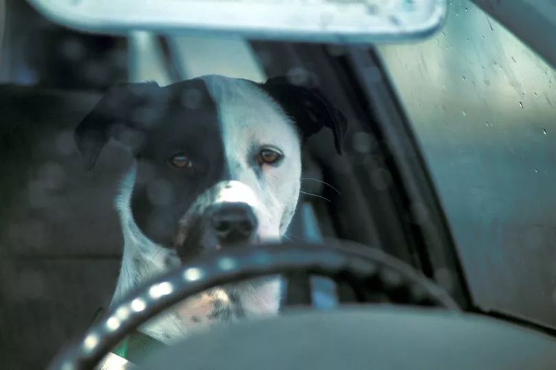 粉碎车窗，来救被困在高温车里的狗，是该合德