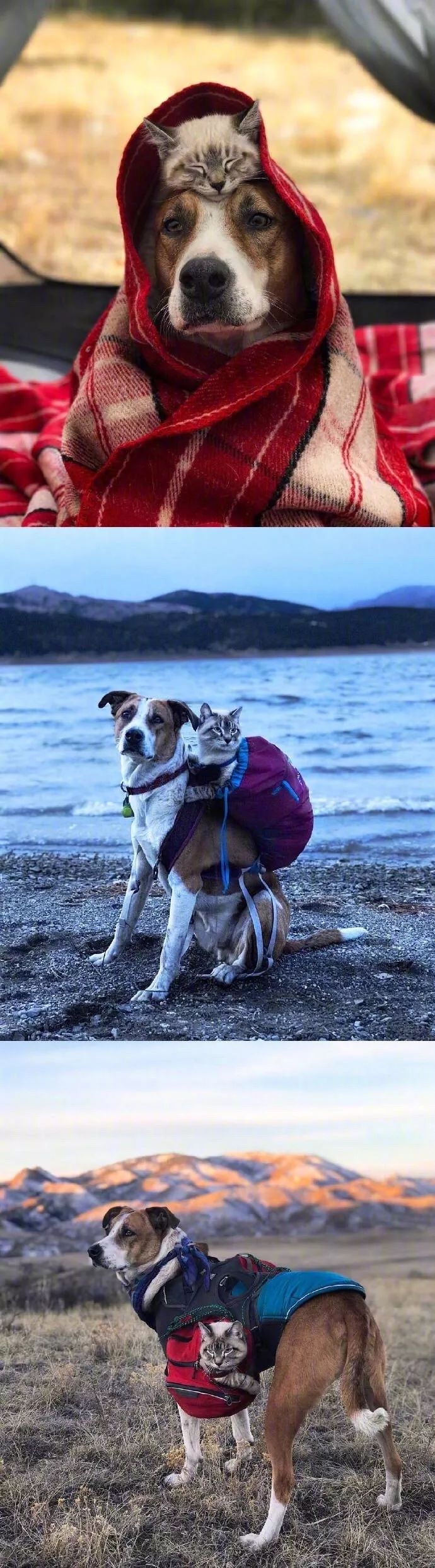 一人、一猫、一狗的徒步旅行，真的是太美好了
