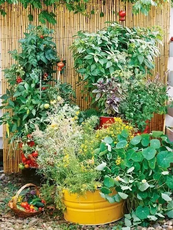 老了，我想有个菜园子：春天播种，秋天收获；