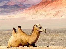 十一假期这个地方不能去！罗布泊野骆驼国家级自然保护区严禁开展旅游、探险活动