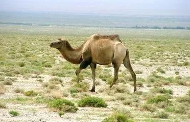十一假期这个地方不能去！罗布泊野骆驼国家级自然保护区严禁开展旅游、探险活动