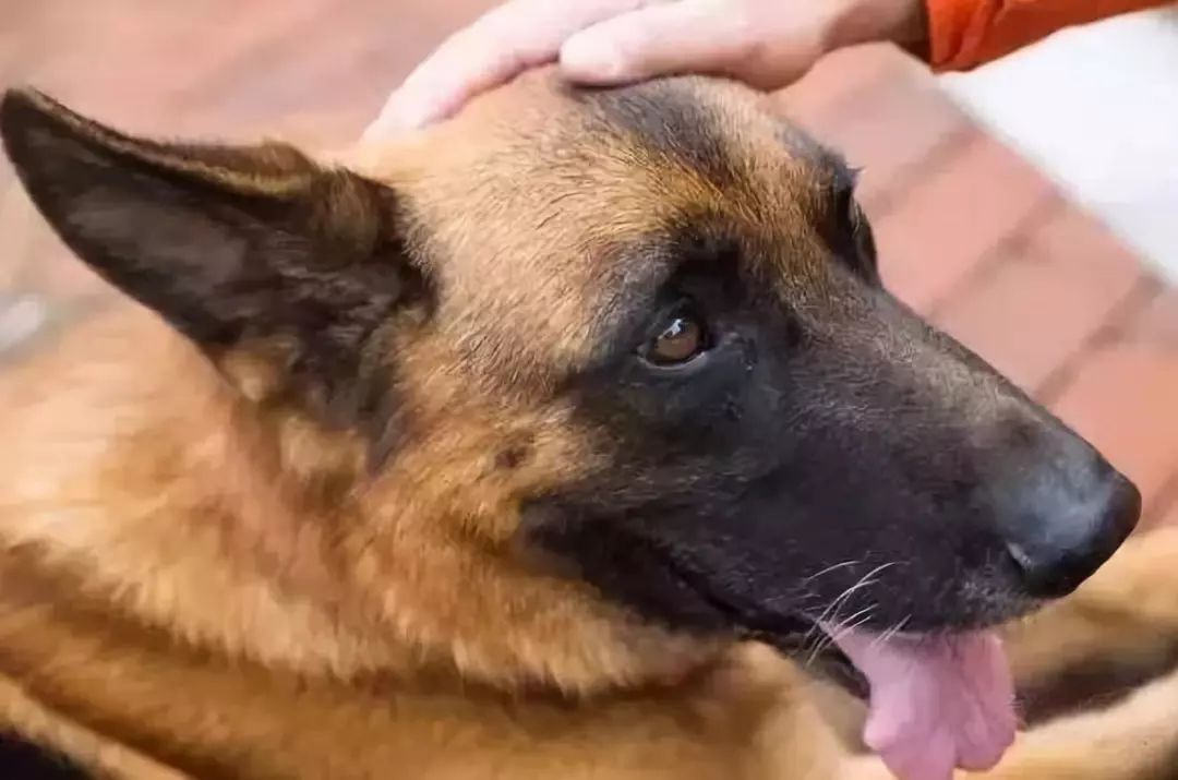 汶川地震救下15条人命的狗狗去世！网友写下3800条评论，第一条就看哭了…
