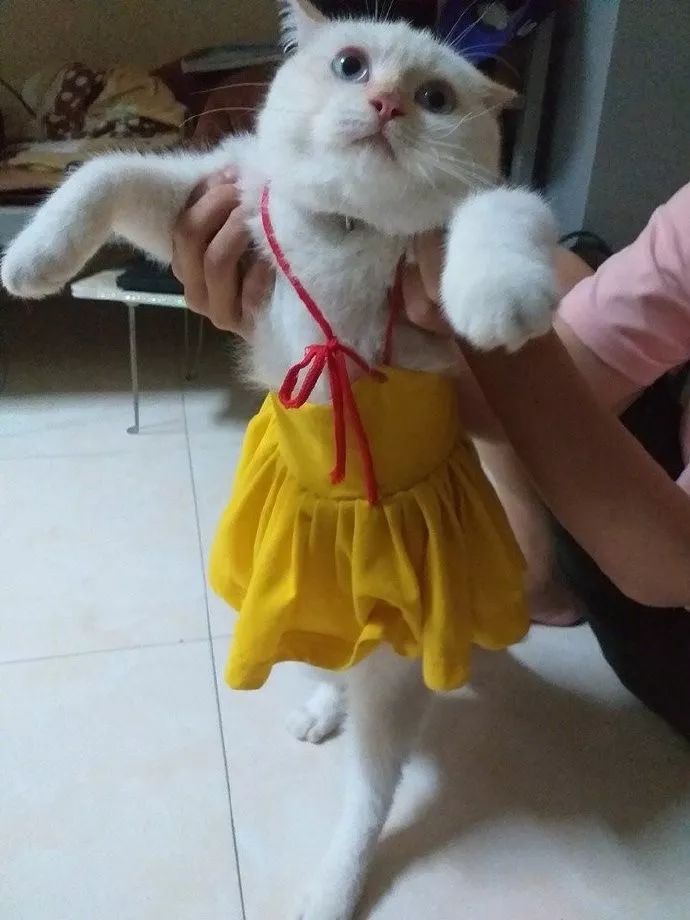 主人给家里的公猫穿上一条小公主裙，前一秒它还很配合，下一秒后主人彻底崩溃了！！