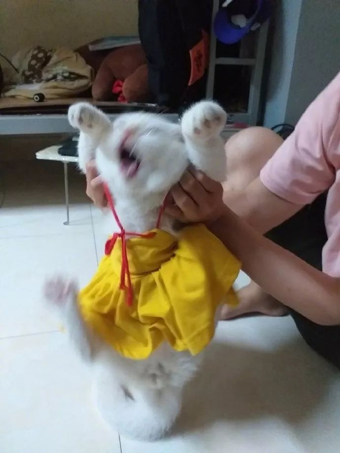 主人给家里的公猫穿上一条小公主裙，前一秒它还很配合，下一秒后主人彻底崩溃了！！