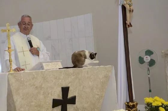 神父在主持弥撒时，一只猫闯了进来站在台上，它的举动笑屎了