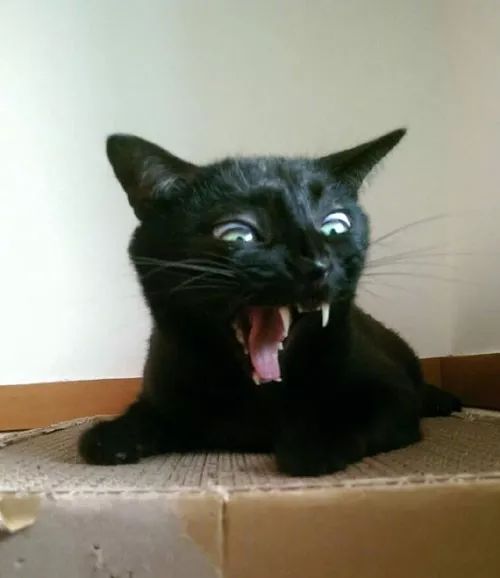 谁能告诉我，黑猫到底是哪种次元的生物？网友只说了两字：怕了！