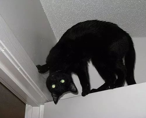 谁能告诉我，黑猫到底是哪种次元的生物？网友只说了两字：怕了！