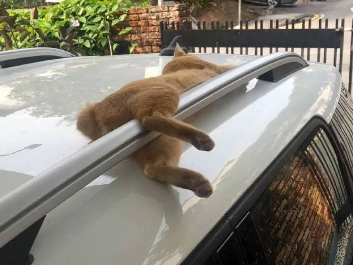 这只猫睡在车顶上，但它睡得不安分，还做出这种睡姿，笑炸了！