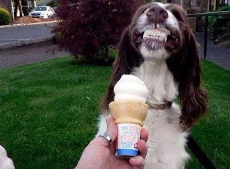 荐货| 别再贪凉让狗狗吃冰激凌了！有它又能清热解暑，还不怕狗狗拉肚子！