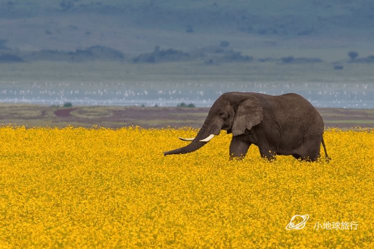 这是啥子神仙风景哟！坦桑尼亚动物在庞大的花海里漫游，犹如神话传说！