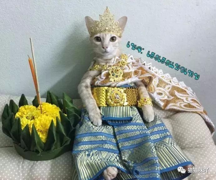 当世界各地的猫到了泰国后，都过上了皇室般的